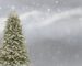 christmas-tree-3006743_1280